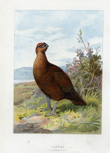 1883 pernice ornitologia - 1883,