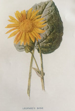 Stampa antica Bane di leopardo