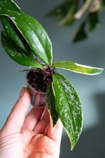 Hoya pubicalyx albomarginata Splash
