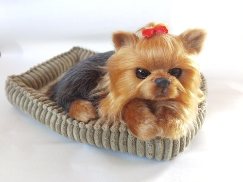 Yorkshire terrier dog - terrier,