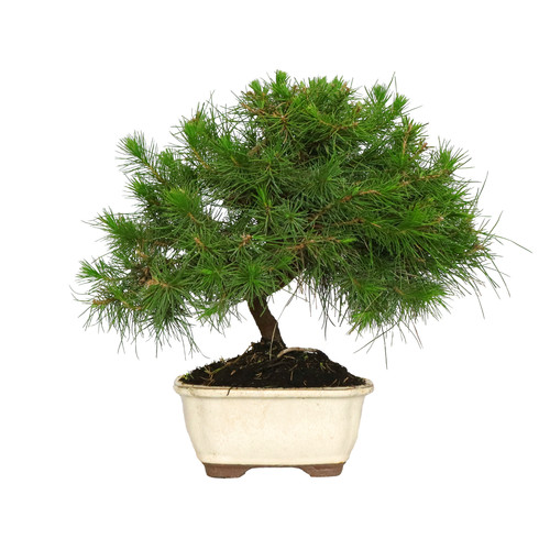 Bonsai pino aleppo - bonsai,