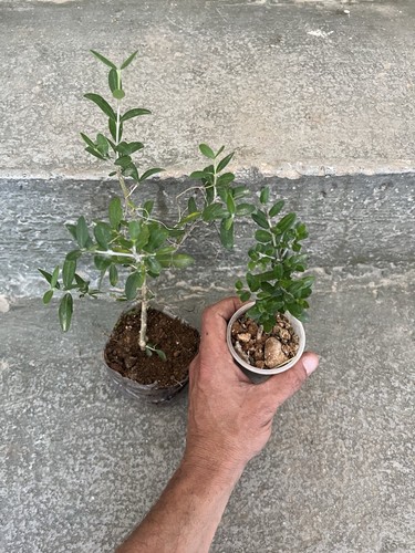 Bonsai olivastro mame 6 - olivastro, mame.