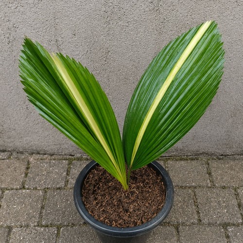 Palma variegata licuala - palma,