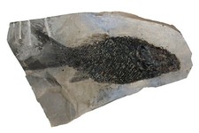 Trias Pholidophorus latiusculus aletta a raggi Wiestal Austria KE18-5