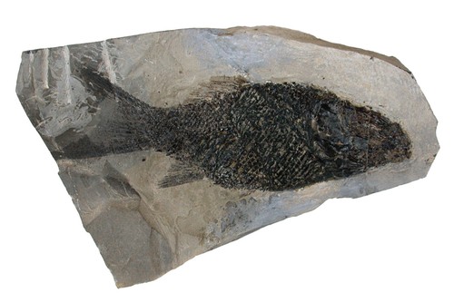 Trias pholidophorus - trias,