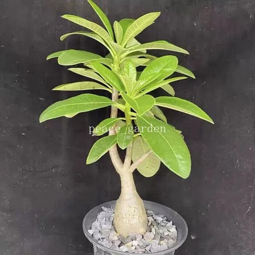 Pachypodium decaryi rara