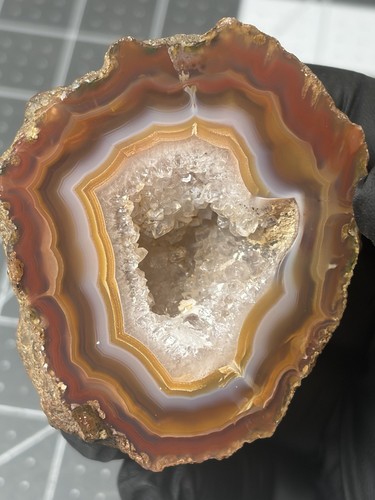 Splendido esemplare fascia - esemplare, a