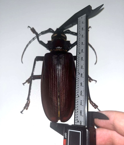 Titanus giganteus brasil - giganteus,