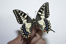 VERY SMALL PAPILIO MACHAON - ENGLAND - LEPIDOPTERA PAPILIONIDAE ENTOMOLOGY