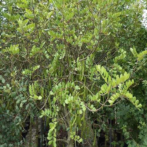 Pianta ceratonia siliqua - pianta,