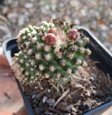 Pediocactus knowltonii cactus