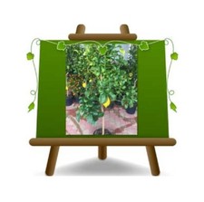 Agrumi Limone Femminello