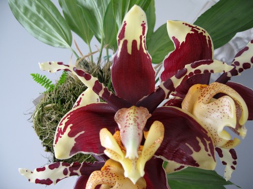 Stanhopea summer chocolate - stanhopea,