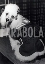 Foto Vintage Animali Barboncino con vestito da passeggio 1966 stampa 20x25 cm