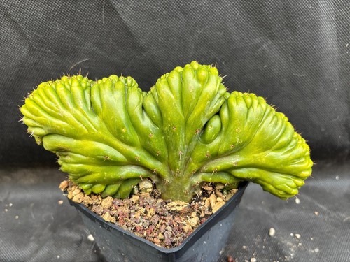 Paca crest cactus piante - crest,