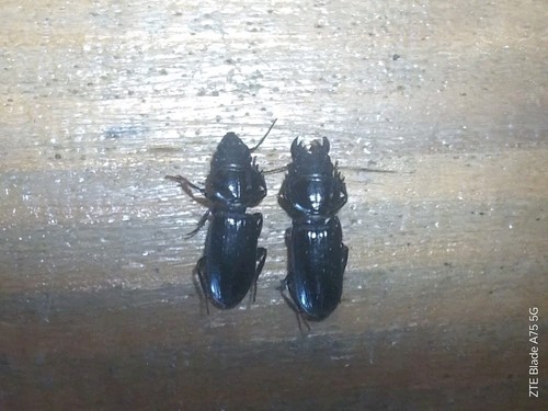 Coleoptera carabidae - coleoptera,