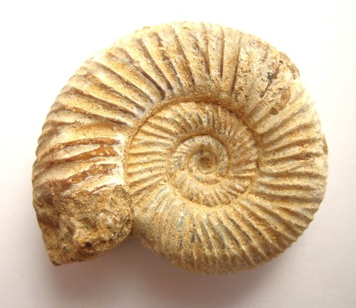 Kranaosphinctes ammonite - kranaosphinctes,