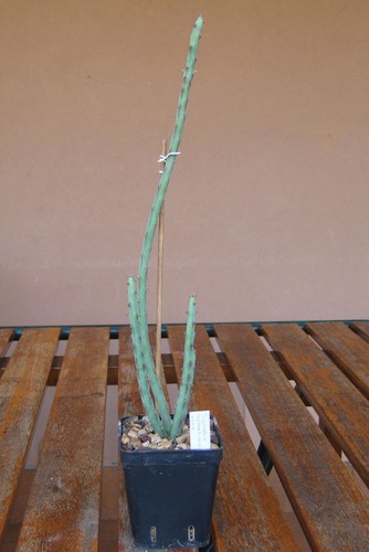 Euphorbia septentrionalis - ,