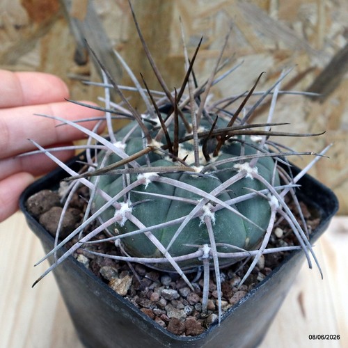 Gymnocalycium armatum vaso - armatum,