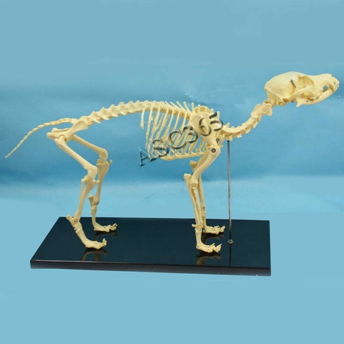 Pvc anatomia veterinaria osso - pvc,