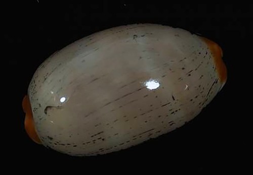 Cypraea isabella giant - isabella,
