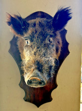 TASSIDERMIA TROFEO TESTA DI CINGHIALE MASCHIO ANNI 80 SU BASE LEGNO DA APPENDERE