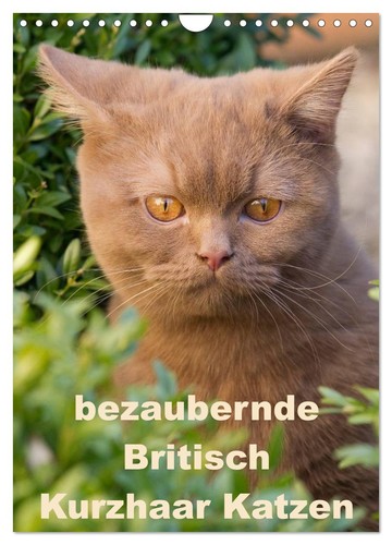 Bezaubernde britisch kurzhaar - britisch,