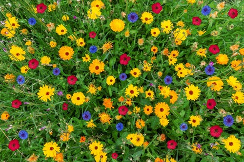 3000 semi estivi fiori - g),