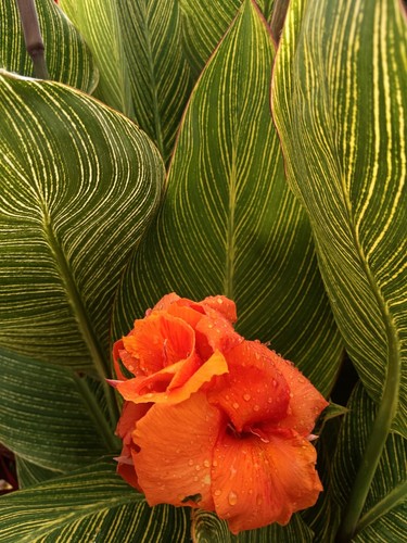Pianta canna indica - canna, pretoria