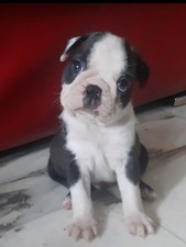 Cassa parto per cani di