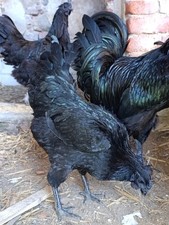 20 uova Ayam Cemani