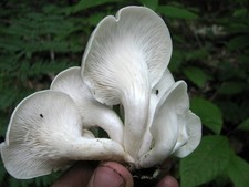 Pleurotus cornucopiae Dry