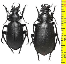 Carabidae, Calosoma