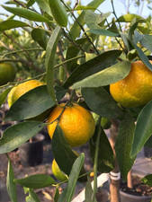 Pianta Di Mandarino Mandarini