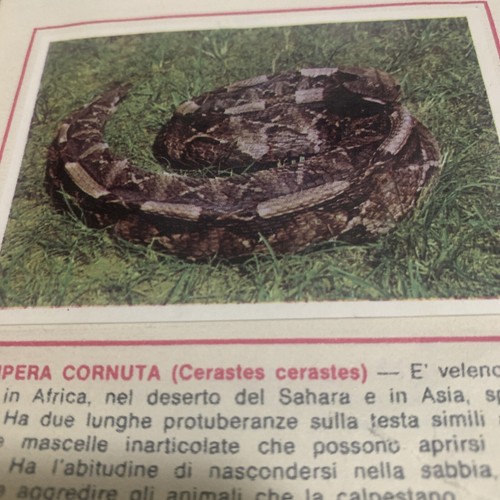 Figurina animali ed - n., 21