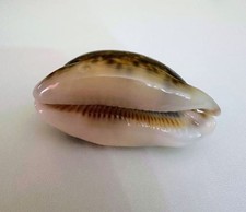 Cypraea eglantina - cypraea,