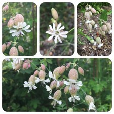 Colla Silene vulgaris verdure