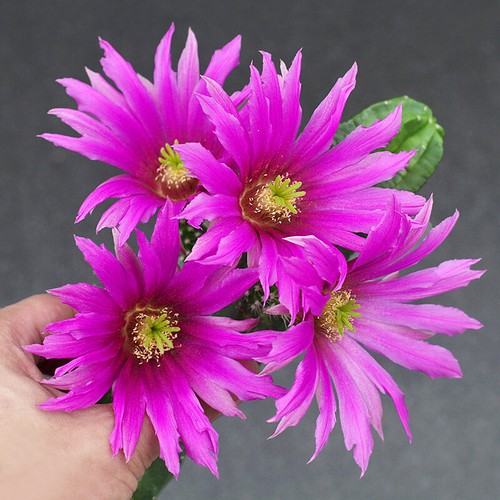 Piante succulente cactus - piante, di