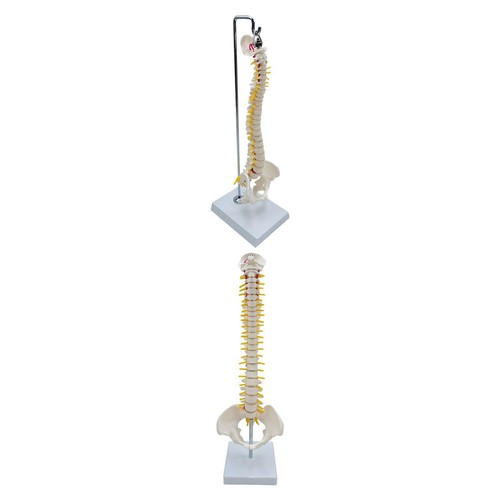 Modello colonna vertebrale - colonna,