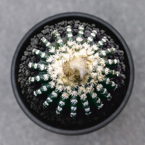 Discocactus horstii cactus - cactus, da