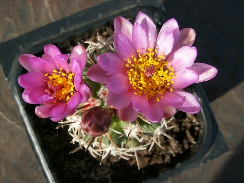 Sclerocactus glaucus 141 - sb,