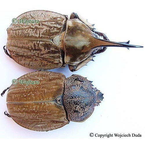 Spodistes grandis coppia - spodistes,