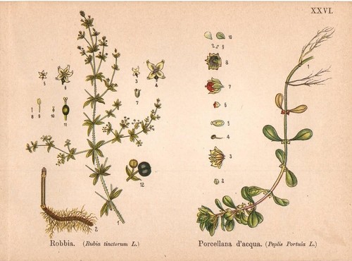 Fiori robbia porcellana - robbia,