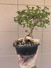 Zelkova Nire - Bonsai shohin 