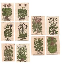 Stampe antiche ERBARIO