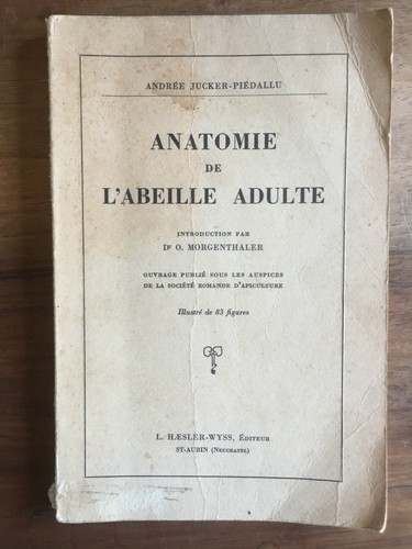 Anatomie abeille adulte - l'abeille,