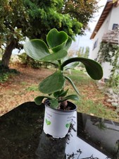 Crassula ovata albero di - crassula,
