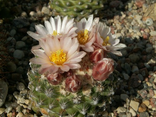 Pediocactus knowltonii 5 - pediocactus, fh