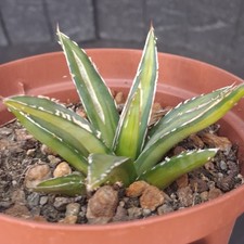 Agave victoriae-reginae