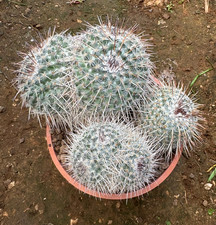 MAMMILLARIA PARKINSONII -